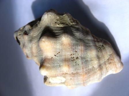 Altra identificazione !!